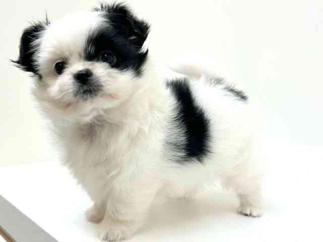 兵庫県のポメズー/ポメシーズ(ポメラニアン×シーズー) (ひごペットフレンドリーブルメールHAT神戸店/2025年11月6日生まれ/女の子/ホワイトブラック)の子犬の2枚目の画像