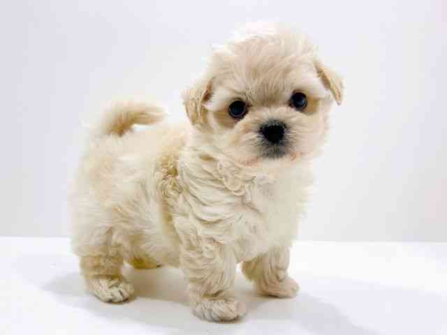 広島県のハーフ犬・ミックス犬 (ひごペットフレンドリーフジグラン神辺店/2025年11月9日生まれ/男の子/クリーム)の子犬の2枚目の画像