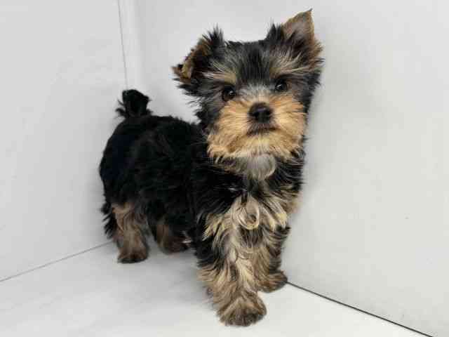大阪府のヨークシャーテリア (ひごペットフレンドリーセブンパーク天美店/2025年11月9日生まれ/女の子/スチールブルータン)の子犬の2枚目の画像
