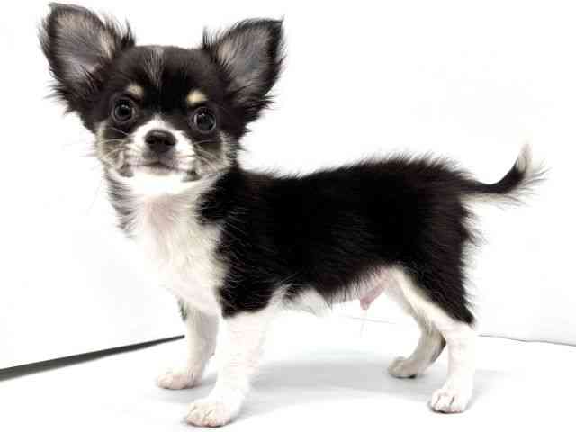 大阪府のチワワ(ロング) (ひごペットフレンドリーイオンタウン茨木太田店/2025年11月9日生まれ/男の子/ブラックホワイトタン)の子犬の2枚目の画像