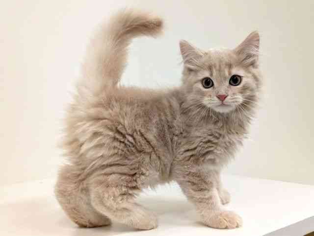 福岡県のスコティッシュフォールド (ひごペットフレンドリーリバーウォーク北九州店/2025年11月6日生まれ/男の子/クリームタビー)の子猫の2枚目の画像