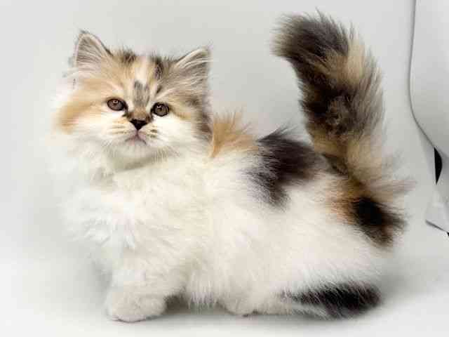 大阪府のミヌエット (ひごペットフレンドリーみのおキューズモール店/2025年11月5日生まれ/女の子/キャリコ)の子猫の2枚目の画像