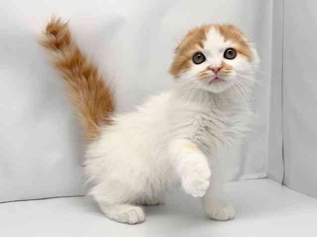 京都府のスコティッシュフォールド (ひごペットフレンドリー洛北阪急スクエア店/2025年11月4日生まれ/男の子/レッドタビーホワイトバン)の子猫の2枚目の画像