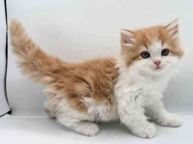 島根県のスコティッシュフォールド (ひごペットフレンドリーイオン松江ショッピングセンター店/2025年11月7日生まれ/男の子/レッドタビーホワイト)の子猫の2枚目の画像