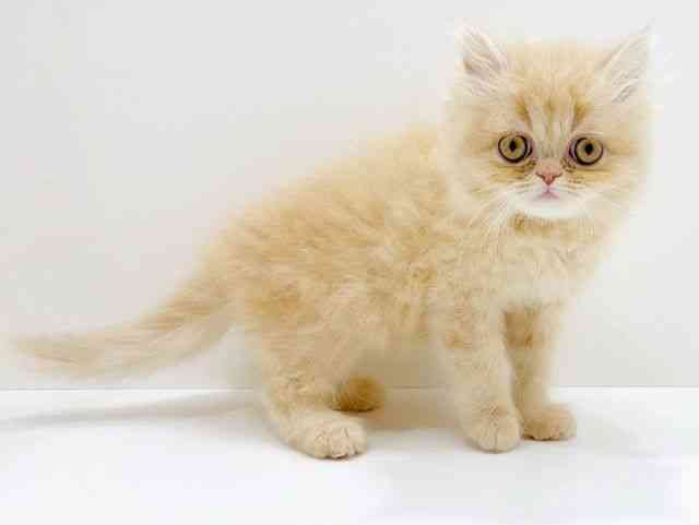 広島県のエキゾチック (ひごペットフレンドリーフジグラン神辺店/2025年11月7日生まれ/男の子/クリームタビー)の子猫の2枚目の画像