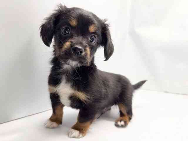 京都府のチワックス(チワワ×ダックス) (ひごペットフレンドリー洛北阪急スクエア店/2025年11月8日生まれ/男の子/ブラックタンホワイト)の子犬の2枚目の画像