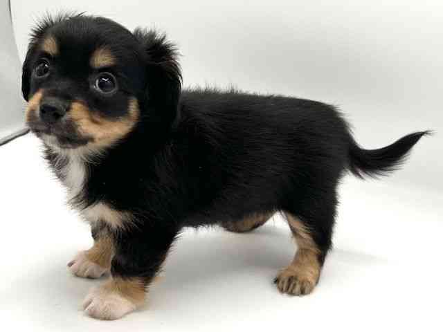 京都府のチワックス(チワワ×ダックス) (ひごペットフレンドリーイオンモール高の原店/2025年11月8日生まれ/女の子/ブラックタン)の子犬の2枚目の画像