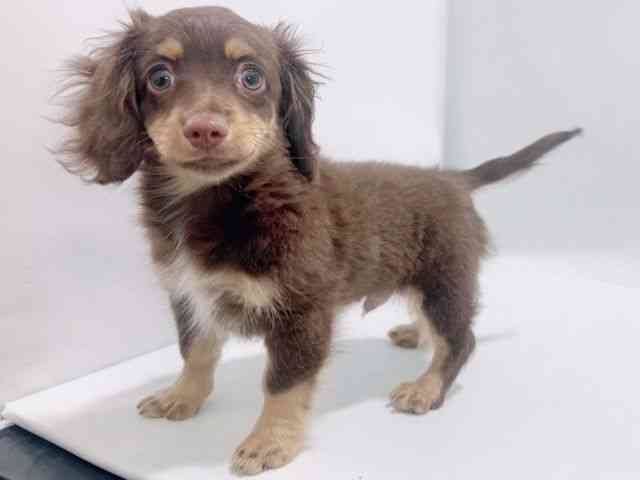 大阪府のチワックス(チワワ×ダックス) (ひごペットフレンドリーイズミヤショッピングセンター千里丘店/2025年11月8日生まれ/男の子/チョコレートタン)の子犬の2枚目の画像