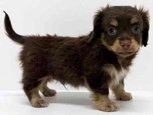 大阪府のチワックス(チワワ×ダックス) (ひごペットフレンドリーくずはモール店/2025年11月8日生まれ/男の子/チョコレートタン)の子犬の2枚目の画像