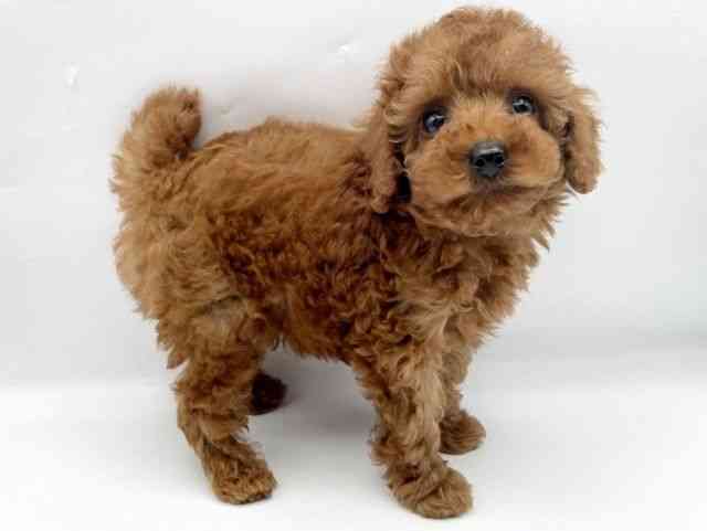 奈良県のトイプードル(トイ) (ひごペットフレンドリートナリエ大和高田店/2025年11月7日生まれ/男の子/レッドフォーン)の子犬の2枚目の画像