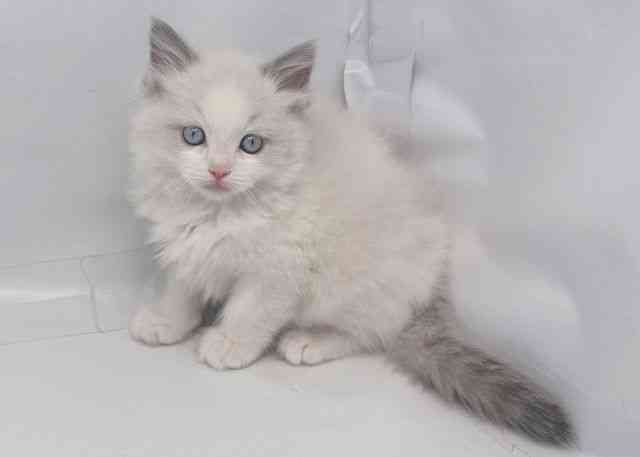 鳥取県のラグドール (ひごペットフレンドリーイオンモール鳥取北店/2025年11月5日生まれ/男の子/ブルーポイントバイカラー)の子猫の2枚目の画像