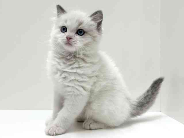 愛知県のラグドール (ひごペットフレンドリーららぽーと名古屋みなとアクルス店/2025年11月5日生まれ/男の子/ブルーポイントバイカラー)の子猫の2枚目の画像