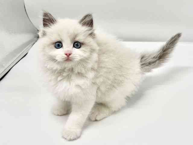 大阪府のラグドール (ひごペットフレンドリーイオンタウン豊中庄内店/2025年11月5日生まれ/男の子/ブルーポイントバイカラー)の子猫の2枚目の画像