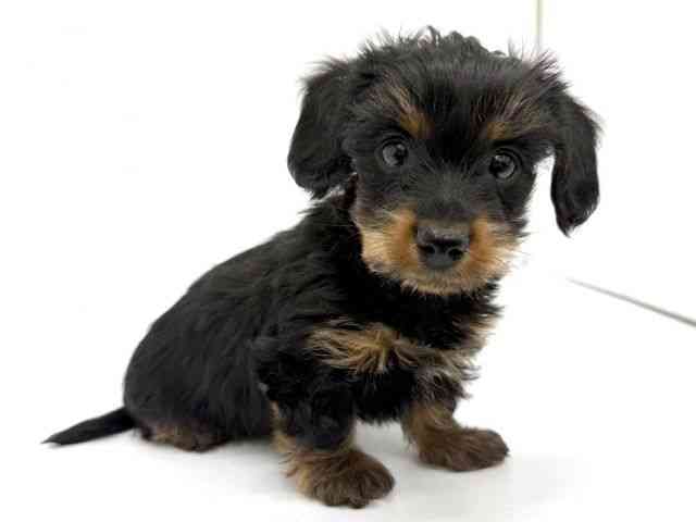 大阪府のハーフ犬・ミックス犬 (ひごペットフレンドリーイオンタウン茨木太田店/2025年11月8日生まれ/男の子/スチールブルータン)の子犬の2枚目の画像