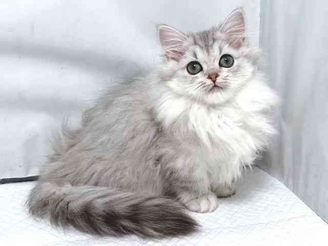 大阪府のミヌエット (ひごペットフレンドリー堺プラットプラット店/2025年11月9日生まれ/女の子/チンチラシルバー)の子猫の2枚目の画像