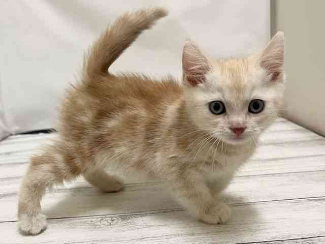 和歌山県のアメリカンショートヘアー (ひごペットフレンドリーパームシティ和歌山店/2025年11月10日生まれ/男の子/カメオタビー)の子猫の2枚目の画像