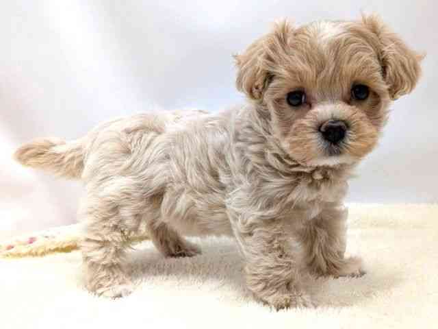 広島県のマルプー(マルチーズ×プードル) (ひごペットフレンドリーゆめタウン廿日市店/2025年11月8日生まれ/女の子/アプリコット)の子犬の2枚目の画像