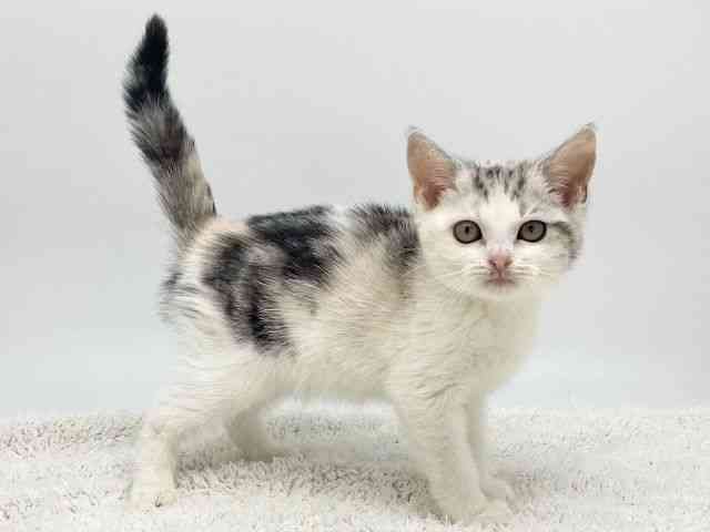 島根県のキンカロー (ひごペットフレンドリーイオンモール出雲店/2025年11月8日生まれ/女の子/シルバーパッチドタビーホワイト)の子猫の2枚目の画像