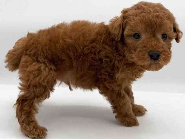 大阪府のトイプードル(トイ) (ひごペットフレンドリーイオンそよら海老江店/2025年11月8日生まれ/男の子/レッド)の子犬の2枚目の画像