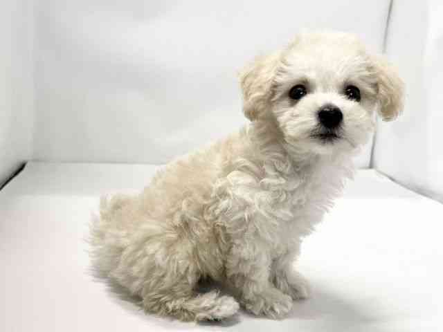 愛媛県のビションプー(ビションフリーゼ×プードル) (ひごペットフレンドリーイオンモール今治新都市店/2025年11月8日生まれ/男の子/クリーム)の子犬の2枚目の画像