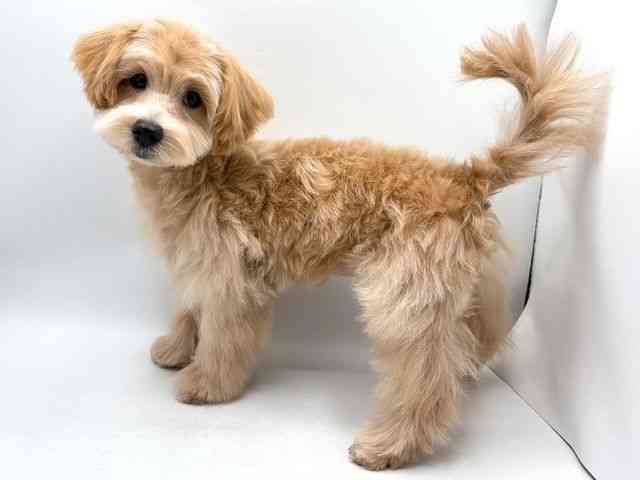 奈良県のマルプー(マルチーズ×プードル) (ひごペットフレンドリー田原本店/2025年11月10日生まれ/女の子/クリーム)の子犬の2枚目の画像