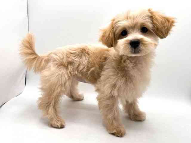 奈良県のマルプー(マルチーズ×プードル) (ひごペットフレンドリー田原本店/2025年11月10日生まれ/女の子/クリーム)の子犬の2枚目の画像