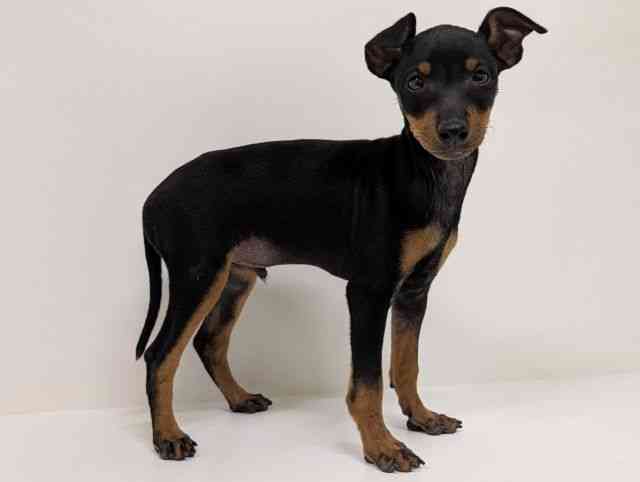 福岡県のトイマンチェスターテリア (ひごペットフレンドリーリバーウォーク北九州店/2025年11月6日生まれ/男の子/ブラックタン)の子犬の2枚目の画像