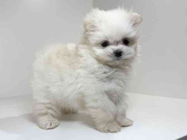 兵庫県のポメマル/マルポメ(ポメラニアン×マルチーズ) (ひごペットフレンドリーイトーヨーカドー明石店/2025年11月9日生まれ/男の子/クリーム)の子犬の2枚目の画像