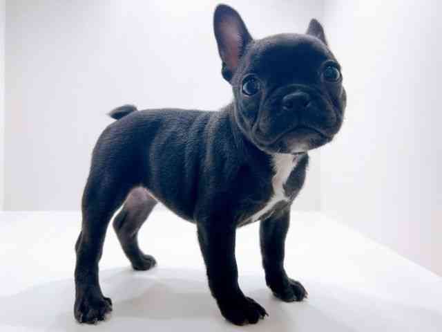 広島県のフレンチブルドッグ (ひごペットフレンドリーフジグラン神辺店/2025年11月8日生まれ/女の子/ブリンドル)の子犬の2枚目の画像