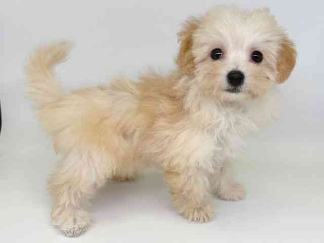 大阪府のハーフ犬・ミックス犬 (ひごペットフレンドリー瓜破店/2025年11月9日生まれ/女の子/クリーム)の子犬の2枚目の画像