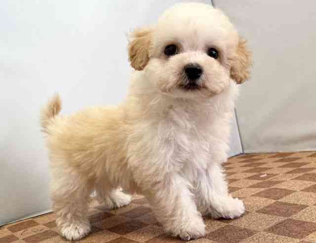 愛媛県のハーフ犬・ミックス犬 (ひごペットフレンドリーエミフルMASAKI店/2025年11月9日生まれ/男の子/クリーム)の子犬の2枚目の画像