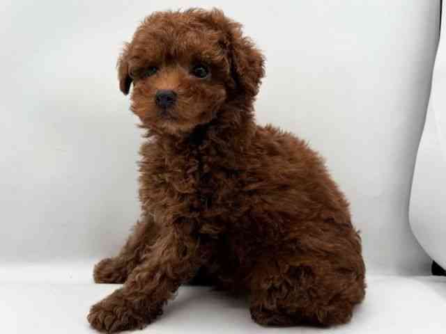 島根県のトイプードル(トイ) (ひごペットフレンドリーイオン松江ショッピングセンター店/2025年11月8日生まれ/男の子/レッド)の子犬の2枚目の画像