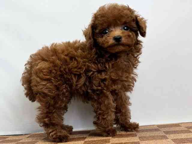 愛媛県のトイプードル(トイ) (ひごペットフレンドリーエミフルMASAKI店/2025年11月5日生まれ/男の子/レッド)の子犬の2枚目の画像