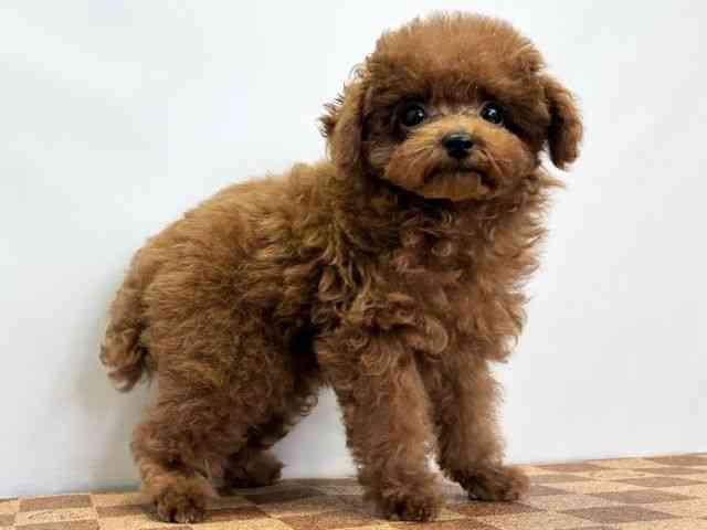 愛媛県のトイプードル(トイ) (ひごペットフレンドリーエミフルMASAKI店/2025年11月5日生まれ/男の子/レッド)の子犬の2枚目の画像