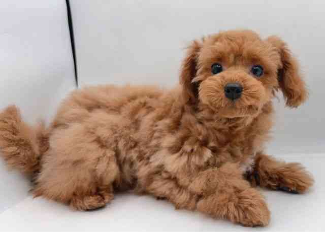 島根県のトイプードル(トイ) (ひごペットフレンドリーイオン松江ショッピングセンター店/2025年11月10日生まれ/女の子/オレンジフォーン)の子犬の2枚目の画像