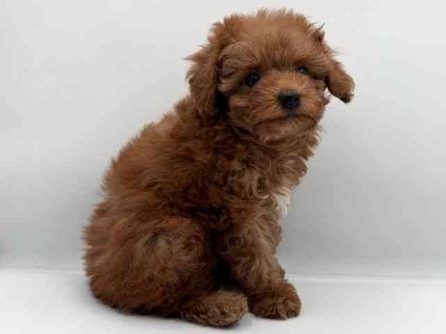 島根県のトイプードル(トイ) (ひごペットフレンドリーイオン松江ショッピングセンター店/2025年11月10日生まれ/女の子/オレンジフォーン)の子犬の2枚目の画像