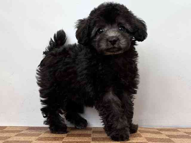 愛媛県のトイプードル(トイ) (ひごペットフレンドリーエミフルMASAKI店/2025年11月10日生まれ/女の子/グレー)の子犬の2枚目の画像