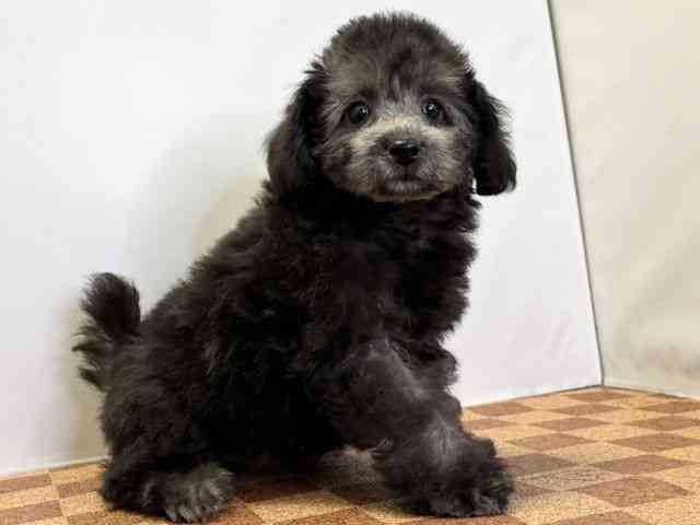 愛媛県のトイプードル(トイ) (ひごペットフレンドリーエミフルMASAKI店/2025年11月10日生まれ/女の子/グレー)の子犬の2枚目の画像