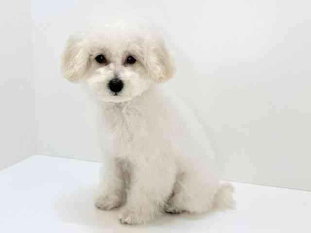 大阪府のトイプードル(トイ) (ひごペットフレンドリーいこらもーる泉佐野店/2025年11月9日生まれ/女の子/ペールフォーン)の子犬の2枚目の画像