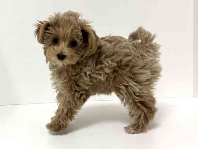 愛知県のマルプー(マルチーズ×プードル) (ひごペットフレンドリーイトーヨーカドー知多店/2025年11月10日生まれ/女の子/クリーム)の子犬の2枚目の画像