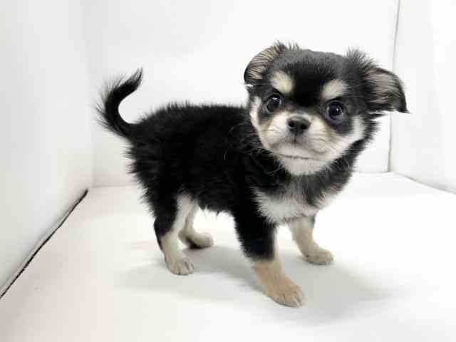 愛媛県のチワワ(ロング) (ひごペットフレンドリーイオンモール今治新都市店/2025年11月9日生まれ/男の子/ブラックタン)の子犬の2枚目の画像