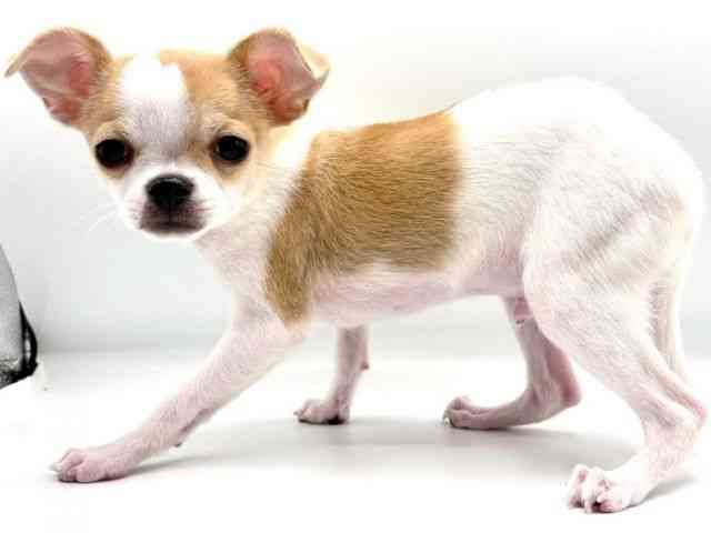 愛知県のチワワ(スムース) (ひごペットフレンドリーヴィアモール アピタ江南西店/2025年11月9日生まれ/男の子/パーティーカラー)の子犬の2枚目の画像