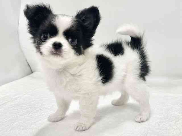 高知県のチワワ(ロング) (ひごペットフレンドリーイオンモール高知店/2025年11月10日生まれ/女の子/ブラックホワイト)の子犬の2枚目の画像