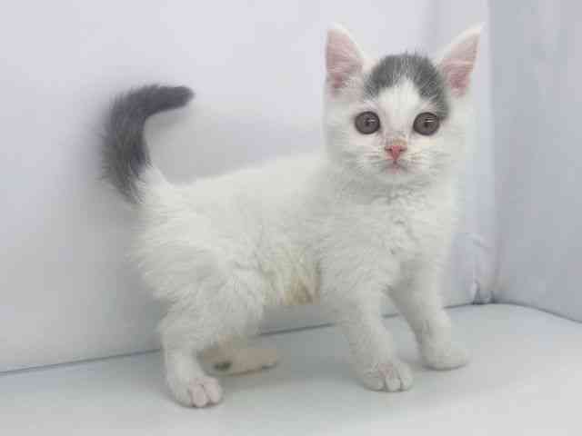兵庫県のブリティッシュショートヘアー (ひごペットフレンドリーイオンタウン加古川店/2025年10月11日生まれ/男の子/ブルーホワイト)の子猫の2枚目の画像