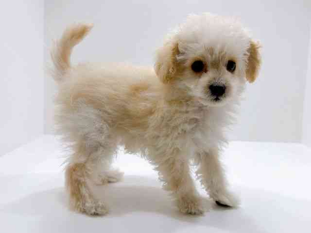 広島県のトイプードル(トイ) (ひごペットフレンドリーフジグラン神辺店/2025年11月9日生まれ/男の子/ホワイト)の子犬の2枚目の画像