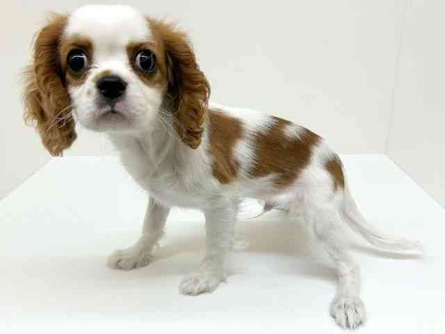 兵庫県のキャバリアキングチャールズスパニエル (ひごペットフレンドリーブルメールHAT神戸店/2025年11月9日生まれ/男の子/ブレンハイム)の子犬の2枚目の画像