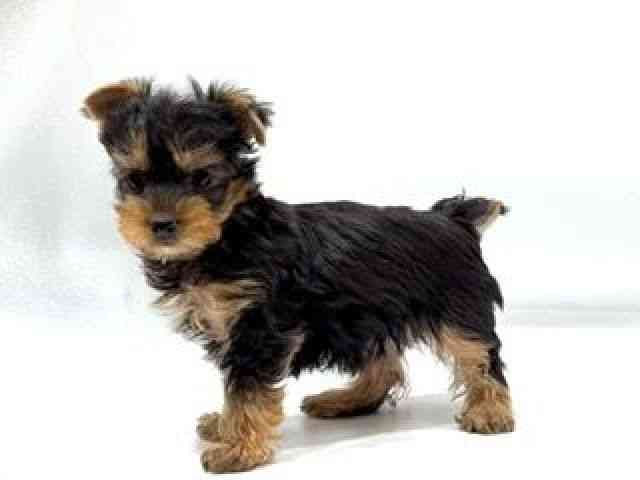 愛知県のヨークシャーテリア (ひごペットフレンドリーヴィアモール アピタ江南西店/2025年11月9日生まれ/女の子/スチールブルータン)の子犬の2枚目の画像