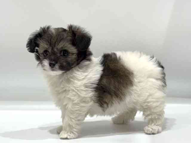 愛知県のハーフ犬・ミックス犬 (ひごペットフレンドリーヴィアモール アピタ江南西店/2025年11月9日生まれ/女の子/ブラックホワイト)の子犬の2枚目の画像