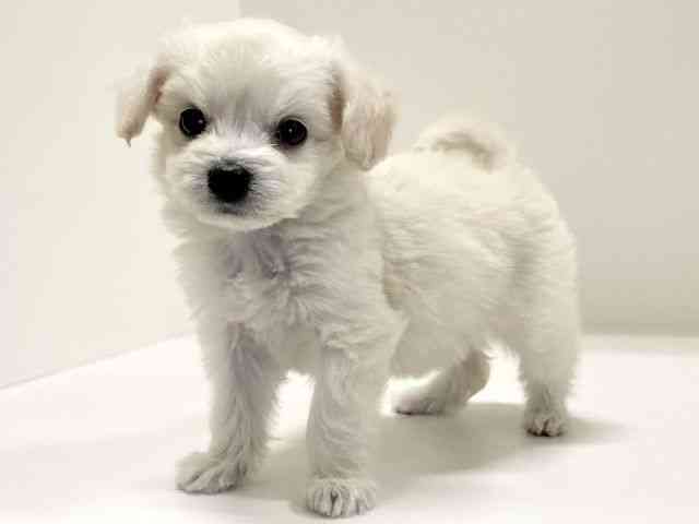 兵庫県のハーフ犬・ミックス犬 (ひごペットフレンドリーイトーヨーカドー明石店/2025年11月10日生まれ/女の子/ホワイトクリーム)の子犬の2枚目の画像