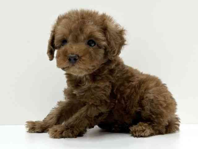 愛知県のトイプードル(トイ) (ひごペットフレンドリーららぽーと名古屋みなとアクルス店/2025年11月8日生まれ/女の子/レッド)の子犬の2枚目の画像